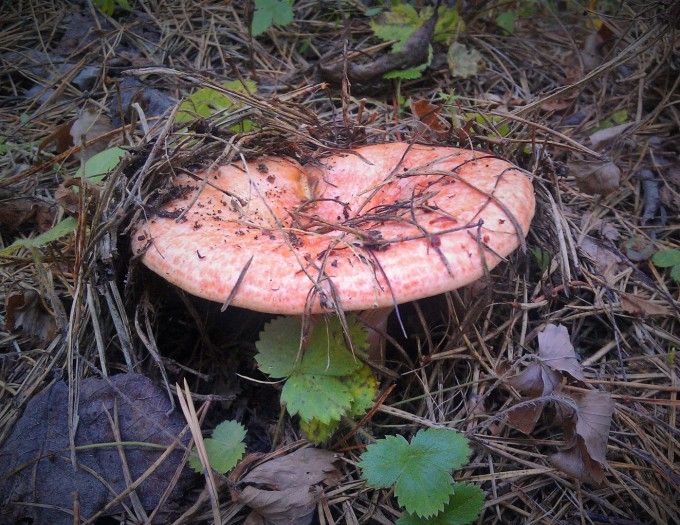 Dzūkijoje jau dygsta delikatesiniai grybai – rudmėsės