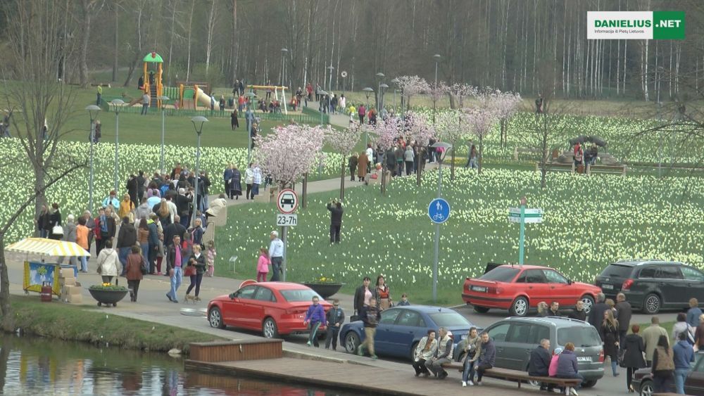 Druskininkai – narcizų miestas! (foto,video)