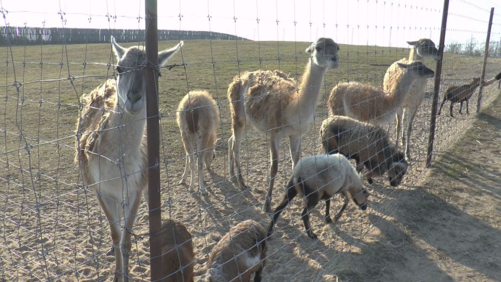 Aplankykite: mini zooparkas prie Kalvarijos (video+foto)
