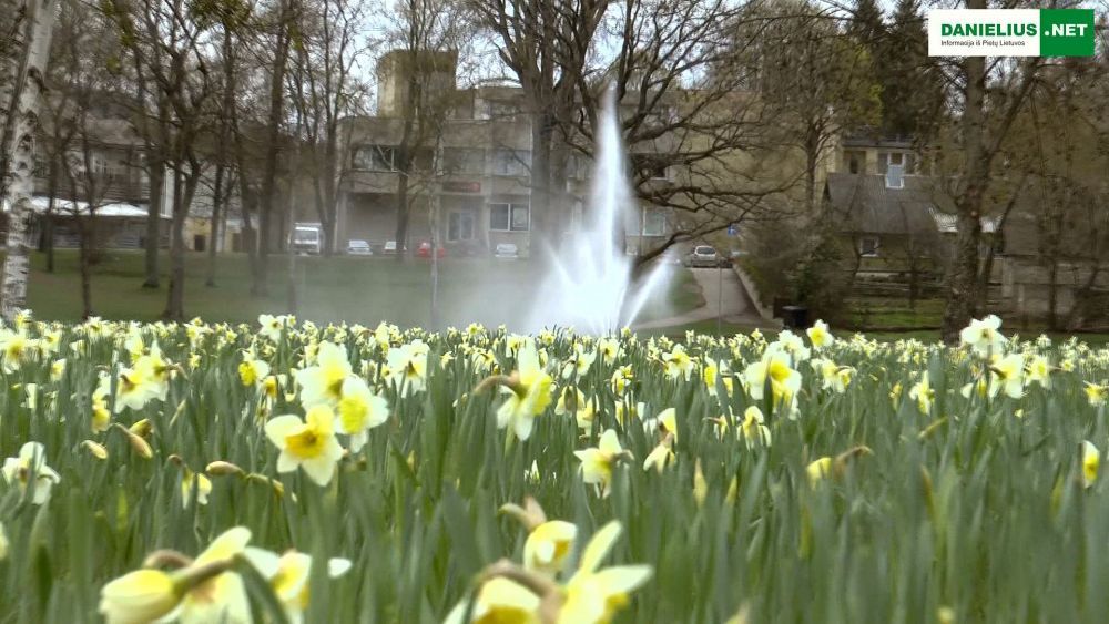 Narcizų jūra Druskininkuose-2016 (video)
