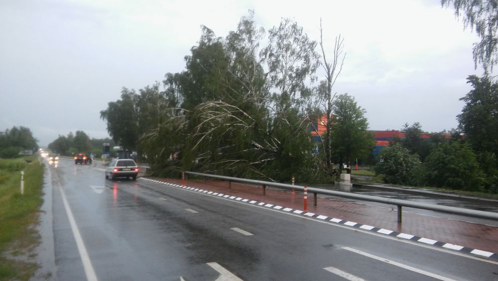 Audros išversti medžiai užtvėrė Alytaus – Daugų kelią (foto)
