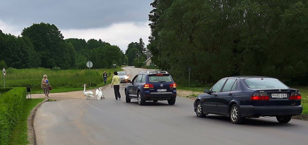 Gulbių šeimynėlė sutrikdė eismą Dauguose (foto)