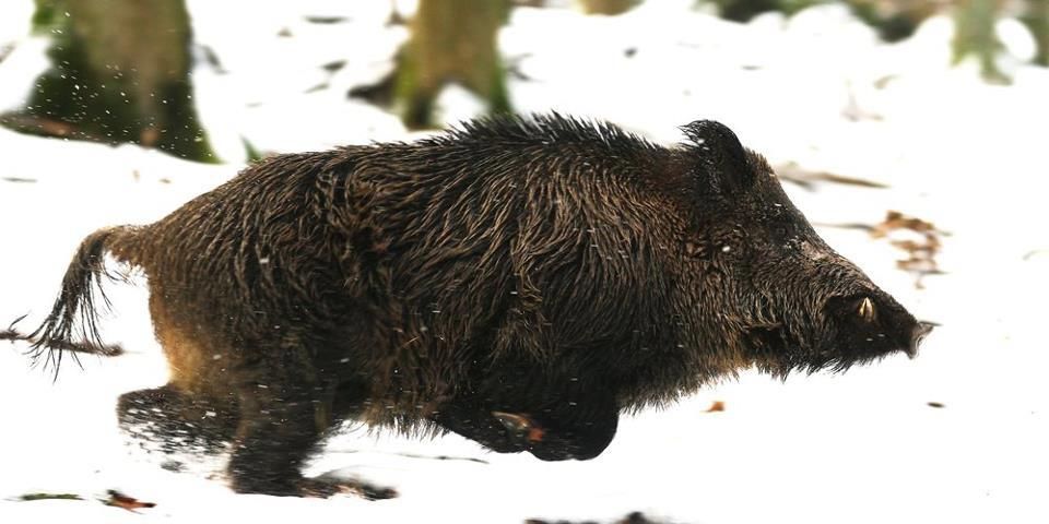 Prienų rajone šovė į prabėgantį žvėrį, o pataikė į kolegą medžiotoją
