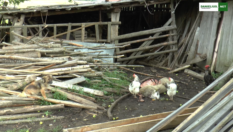 Meškučių kaime vilkas pjauna avis (video)