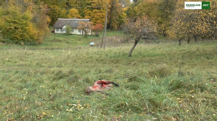 Daugų seniūnijos Paneveiglės kaime vilkai papjovė 7 avis (video)