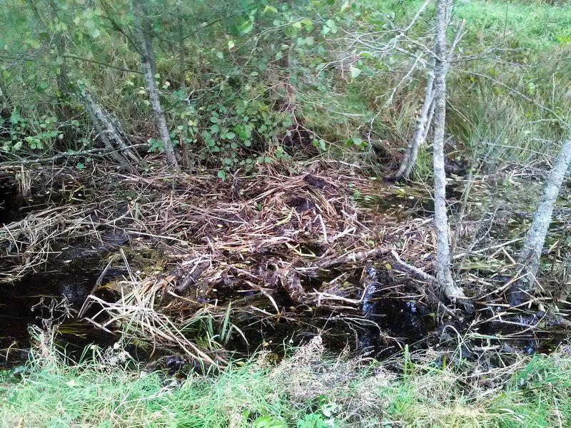 Kylantį vandenį Dušnionių kaime sutvardė medžiotojas