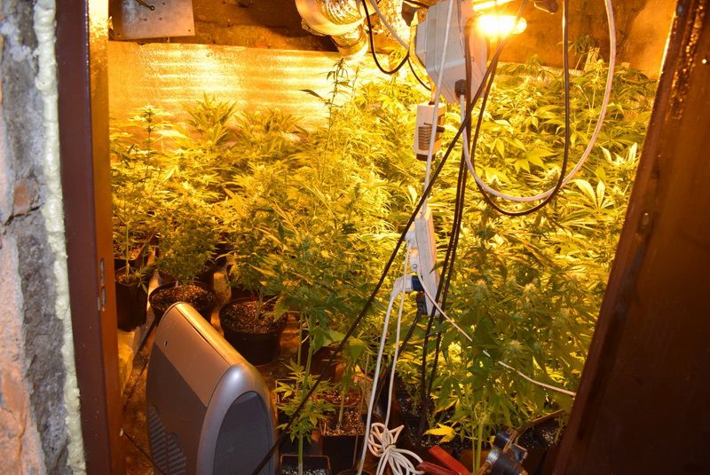 Alytaus policijos laimikis: kanapių auginimo laboratorija Lazdijų r. vienkiemyje (video)
