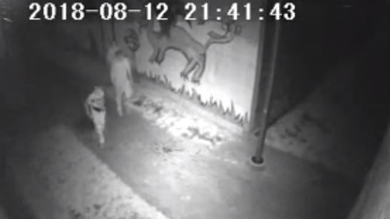Kas Alytuje suniokojo krepšinio aikštelę (video)
