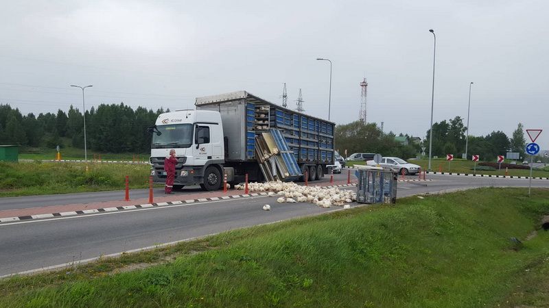 Pirmame Alytuje iš vežamos puspriekabės iškrito sekcija vištų