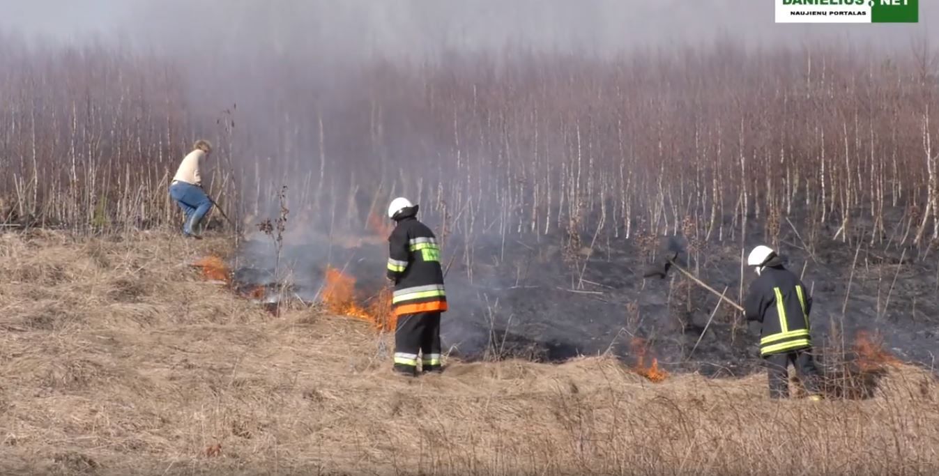 Daugų seniūnijoje degė pasodintas miškas (video)