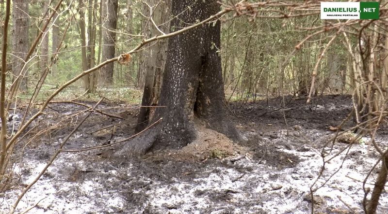 Padegtas Dušnionių girininkijos Plikionių miškas (video)