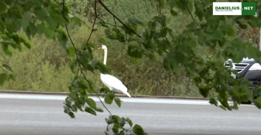 Gulbei Alytaus Naujoji gatvė atrodė kaip pakilimo takas (video)
