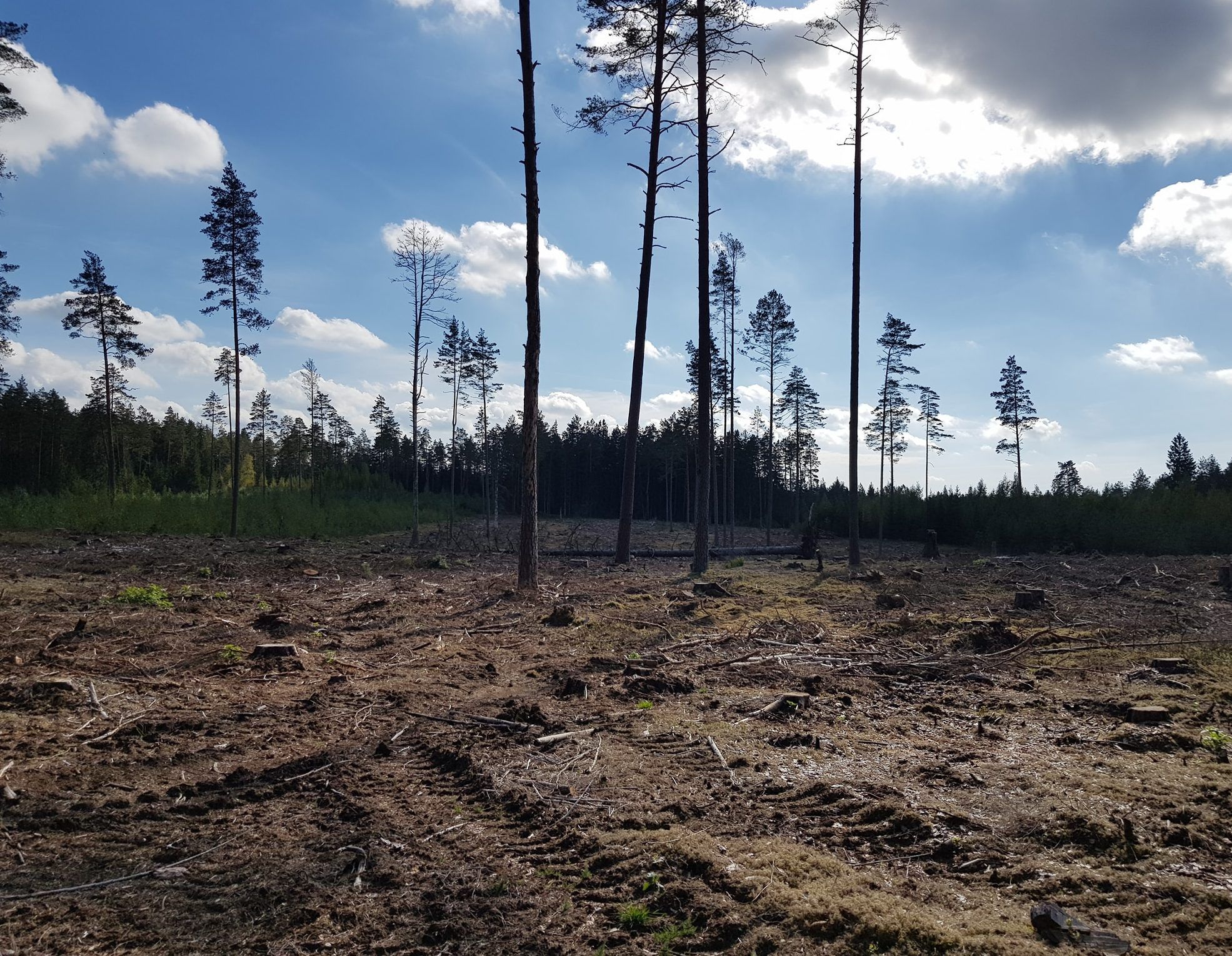 Varėnos rajone rado plynai iškirstą 3 ha miško plotą. Žala apie 20 tūkst.eurų