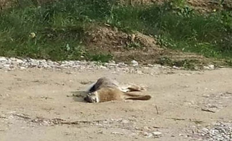 Gauta Alytaus apylinkėse rasto kiškio gaišenos tyrimo išvada